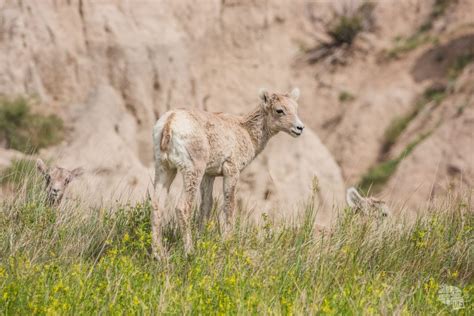 Visiting Badlands National Park: What to See and Do