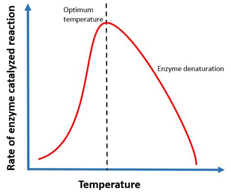 Factors Affecting Enzyme Catalysis