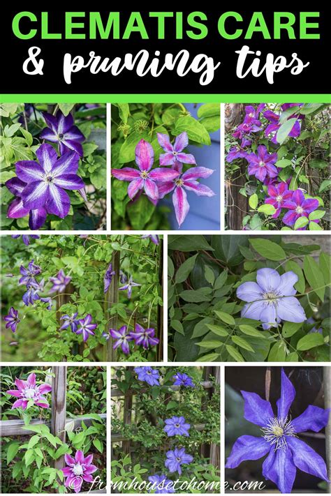 Clematis Vine Care: Planting, Growing and Pruning Tips - Gardening ...