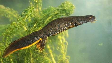 British Newts: An Identification Guide - Woodland Trust