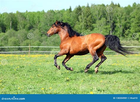 Race Horse Running in Paddock on the Green Meadow Stock Image - Image of meadow, beauty: 138304981