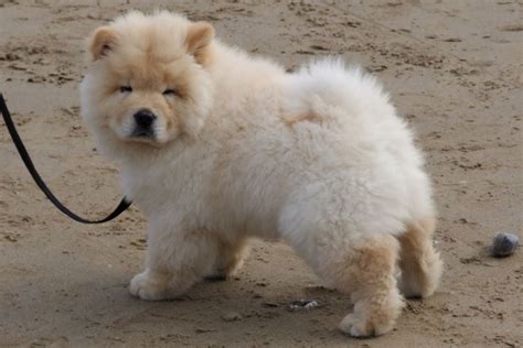 frosty' is an adorable purebred ckc reg. cream male chow chow pup