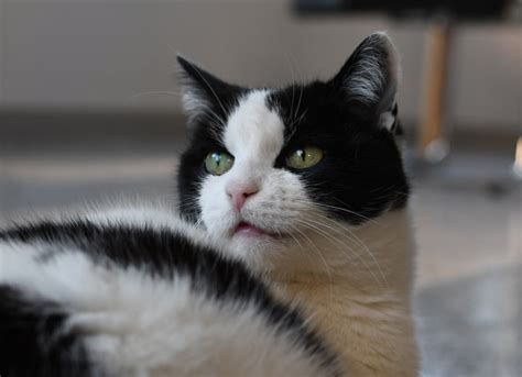 Cat Panting: Why It Happens and What to Do About It | PetMD