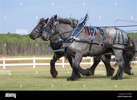 Brabant Draft Horse pair pulling wagon in show tack Stock Photo ...