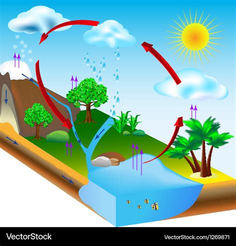 Water cycle Royalty Free Vector Image - VectorStock