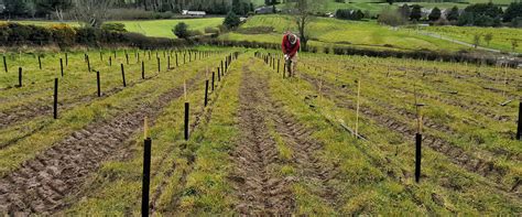 NI Farm Forestry | Planting and Management | Christmas Trees