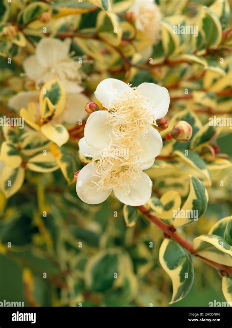 Myrtle flowers (Luma apiculata 'Glanleam Gold'). These fragrant white ...