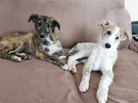 Silken windhound puppies in 2024 | Silly dogs, Dog cat, Dog breeds