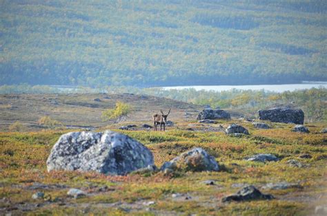 Warming Temperatures Are Driving Arctic Greening – Climate Change: Vital Signs of the Planet