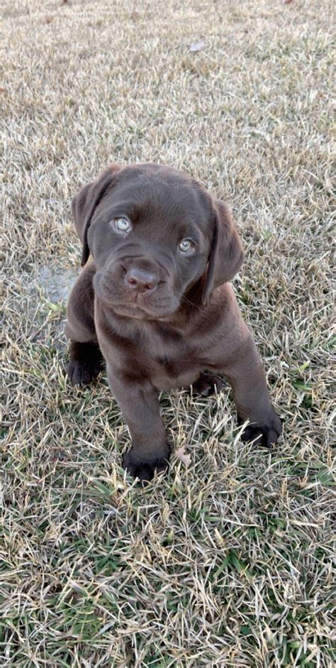 What Is A Blockhead Labrador