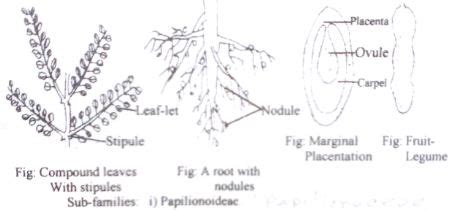 Identifying Characteristics of the Family Leguminosae - QS Study