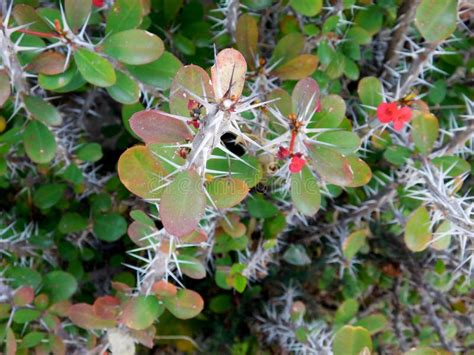 Outdoor thorny plants stock image. Image of green, prickly - 70314611