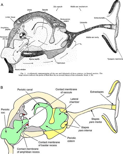 The Frog Inner Ear: Picture Perfect? | SpringerLink