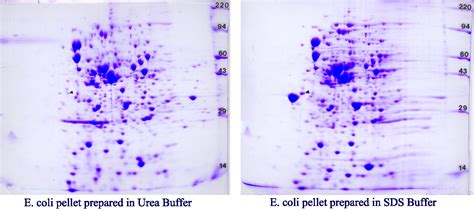 Coomassie Blue Staining for 2D SDS PAGE gels