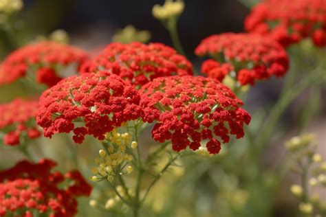 Red Yarrow Flower Meaning, Symbolism & Spiritual Significance - Foliage Friend - Learn About ...