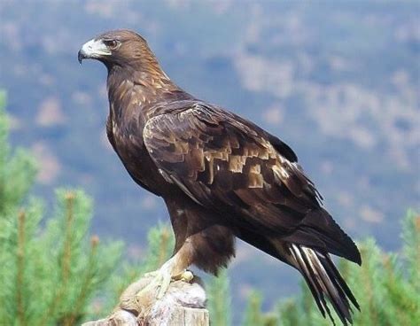 Águila real mejicana, Mexican golden eagle (Aquila chrysaetos ...