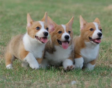 Three Adorable Brown and White Corgi Puppies | Corgi dog, Corgi, Corgi ...