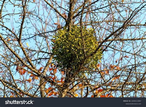 Mistletoe Aka Viscum Parasite Plant Growing Stock Photo 2204111897 | Shutterstock