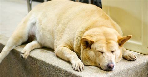 Dog Obesity: The Truth About Starch