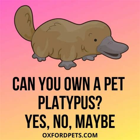 Can You Own A Pet Platypus? Is it Legal? - Oxford Pets