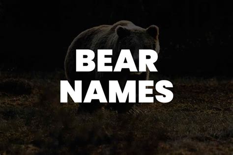 From A to Z: 199+ Bear Names for Every Type of Bear