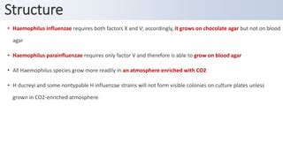 Haemophilus | PPT