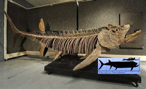 Fossil of Giant 70m Year-old Fish Found in Argentina | Geology In