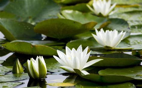 Water Lily Wallpaper - WallpaperSafari