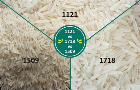 1121 vs 1718 vs 1509 Basmati Rice