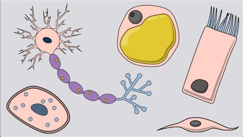 Specialized Cells | Storyboards for Specialized Cells in Biology