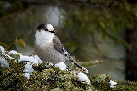 What is the National Bird of Canada? - WorldAtlas