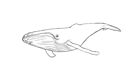 Realistic Whale Drawing Outline - Rwanda 24