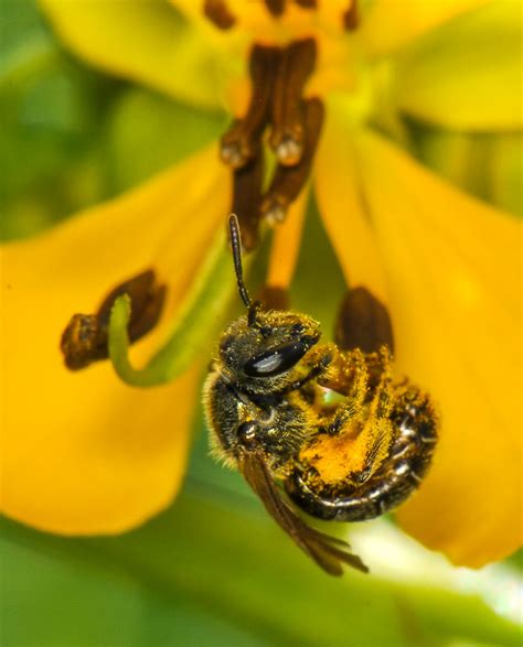 Buzz Pollination is Just for Bees - Bird Town Pennsylvania