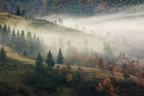 foggy mountain forest Free Photo Download | FreeImages