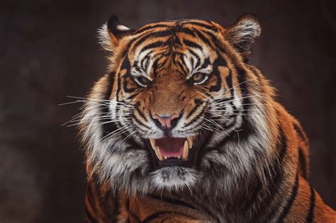 Roaring Tiger Wallpaper Hd