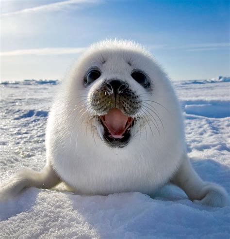 Cute seal pup : r/aww