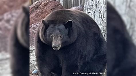 Notorious California bear named 'Hank the Tank,' to be transferred to Colorado | KRDO