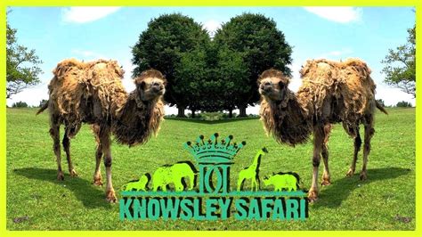 Knowsley Safari Park | UK - YouTube