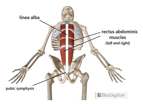 Midline Anatomy