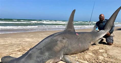 Giant hammerhead shark caught