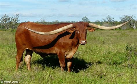 Longest horns in the world are found on Texas Longhorn bull JR in ...