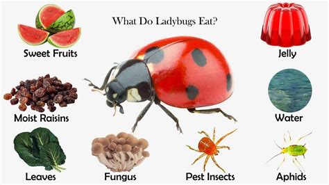 What do Ladybugs Eat [the Optimal Diet]