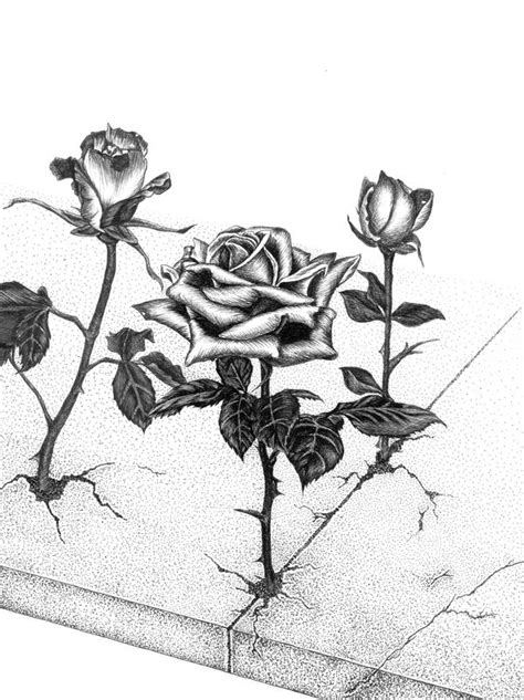 Rose That Grew From Concrete by DarkGuardiann on DeviantArt