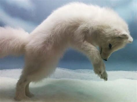 Arctic Fox Adaptations | Habitat And Behavior - WildLifeGrow