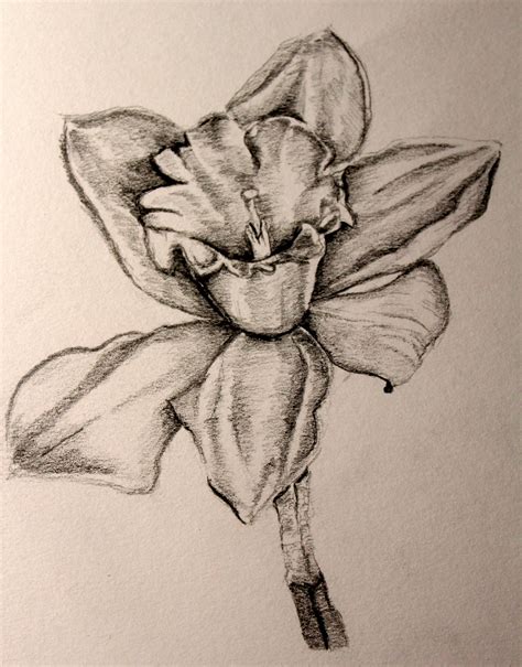 Free Daffodils Drawing, Download Free Daffodils Drawing png images ...