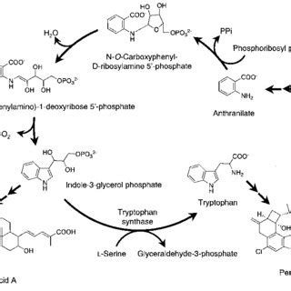 Tryptophan biosynthesis and biosynthetic pathway producing penitrem A ...