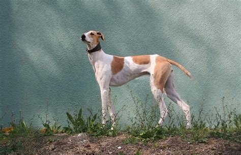 Kanni Dog Price -(April 2023) Indian breed ️| Care, Food