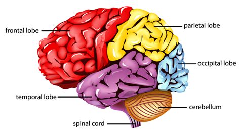 Parietal Lobe : Anatomy, Location & Function - Anatomy Info