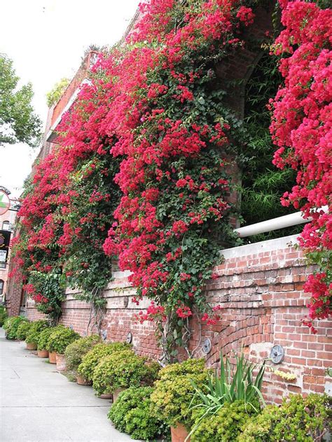 KeepStringLights: ? Bougainvillea Wall In San Francisco