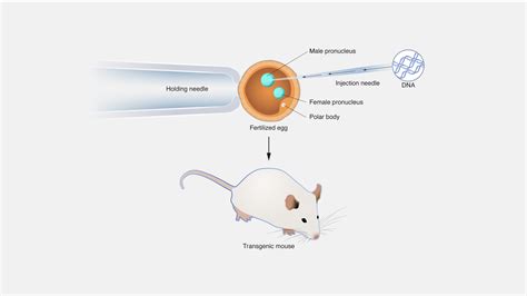 Types Of Transgenic Organisms